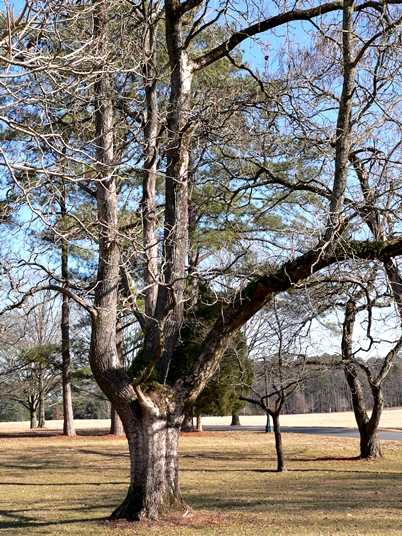 {Catalpa speciosa}